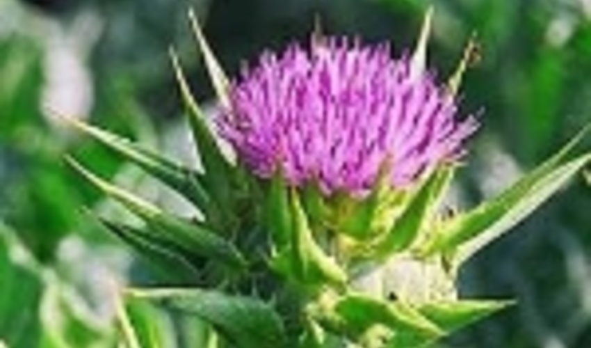 یک هزار و ۷۷۵ تن گیاهان دارویی به خارج از کشور صادر شد