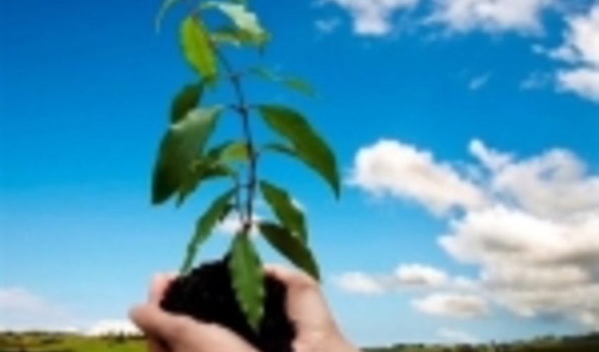 در هفته منابع طبیعی 300هزار اصله نهال در استان تهران کاشته می شود