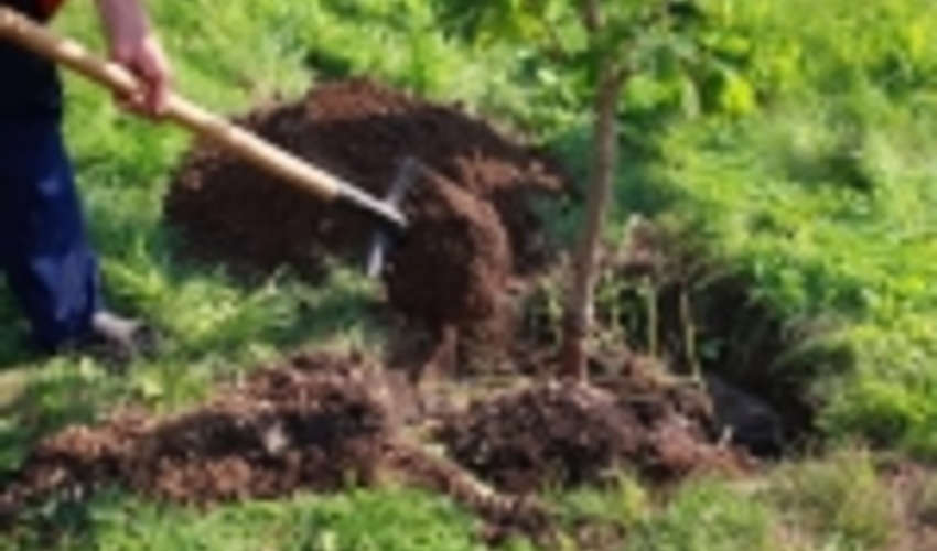 توزیع و کشت 320 هزار اصله نهال در خراسان‌شمالی/ اجرای طرح زارعت چوب در گرو تامین اعتبار لازم