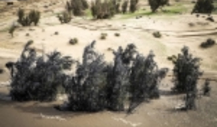 عملیات بیابان‌زدایی در حدود ۳ هزار هکتار اراضی اصفهان انجام شد