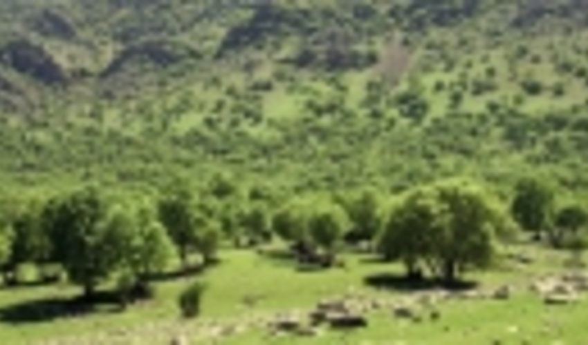 سطح جنگل‌های طبیعی و دست‌کاشت ایران به ۱۴.۳ میلیون هکتار رسید