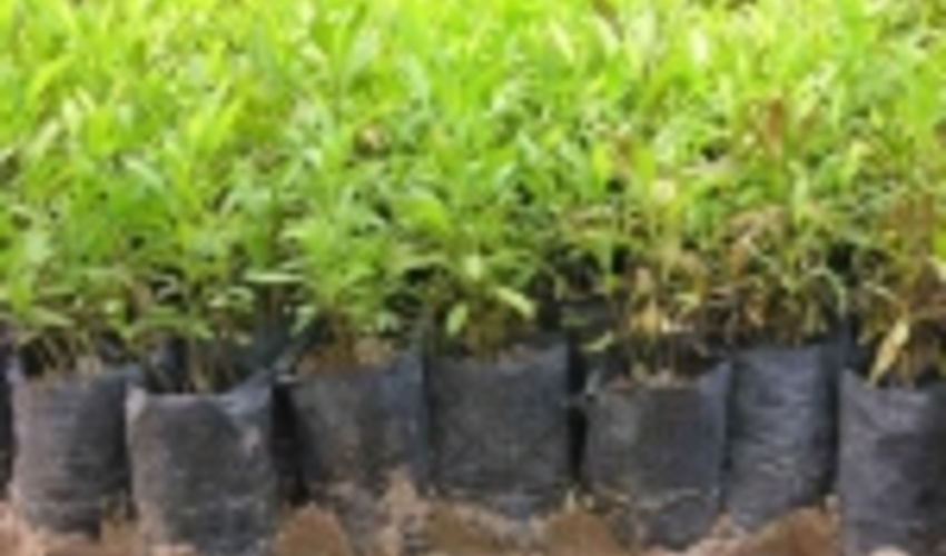 توزیع نهال در اصفهان تا پایان سال ادامه دارد