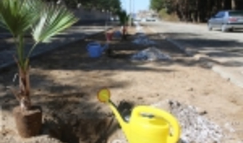 کردستان/۱۲ هزار اصله نهال هفته منابع طبیعی در بیجار توزیع می‌شود