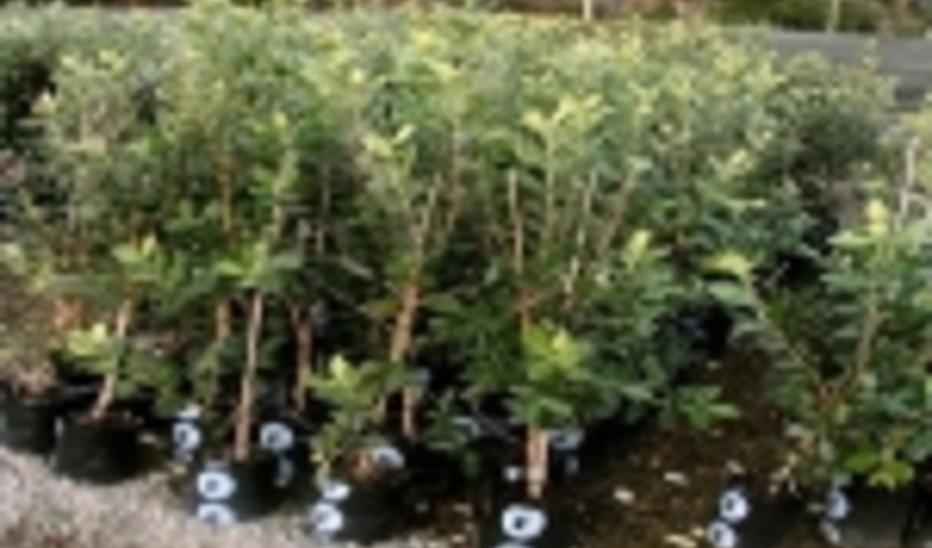 توزیع ۱۵ هزار اصله نهال رایگان در صومعه سرا