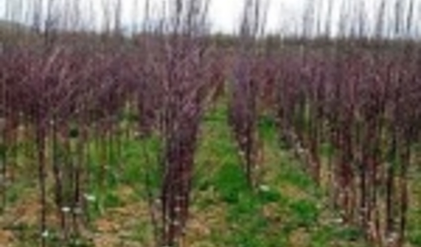 ۴۰ هزار اصله نهال همزمان با هفته منابع طبیعی درخمین توزیع شد