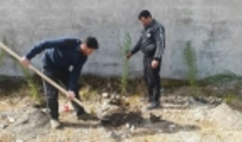 ۵۵۰۰ اصله نهال در جغتای کاشته شد