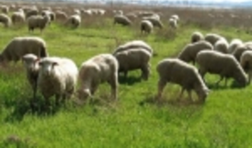 شمارش معکوس برای تمدید پروانه چرا