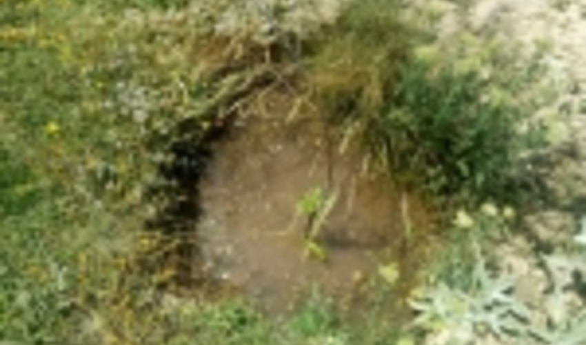  ۳۶ هکتار اراضی شهر کلاته موسوم به پیرخوشدر جنگل‌کاری می‌شود