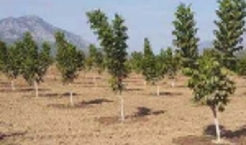 نکوداشت هفته منابع طبیعی و آئین درختکاری با کاشت نهال در محوطه فرمانداری رودبار جنوب