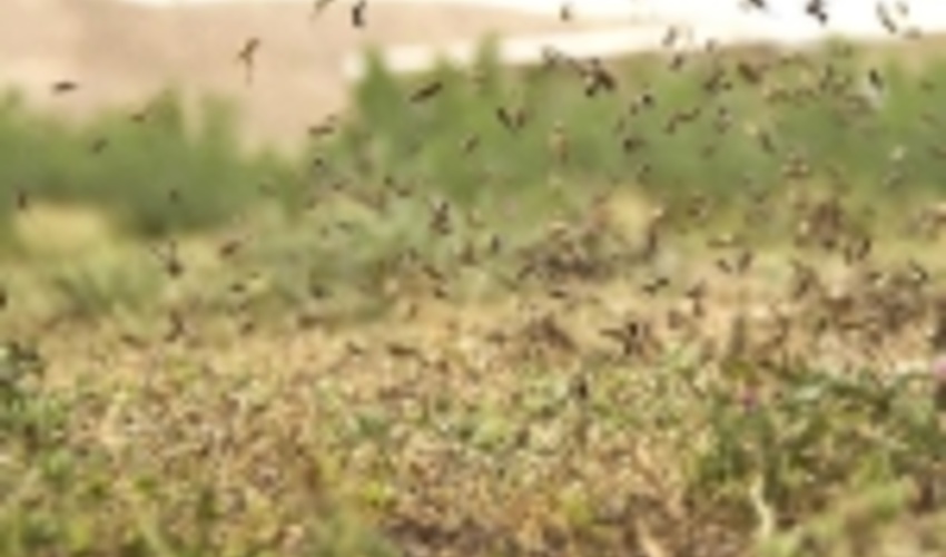 منابع طبیعی تمام توان خود را برای مبارزه با ملخ های صحرایی بکار می گیرد