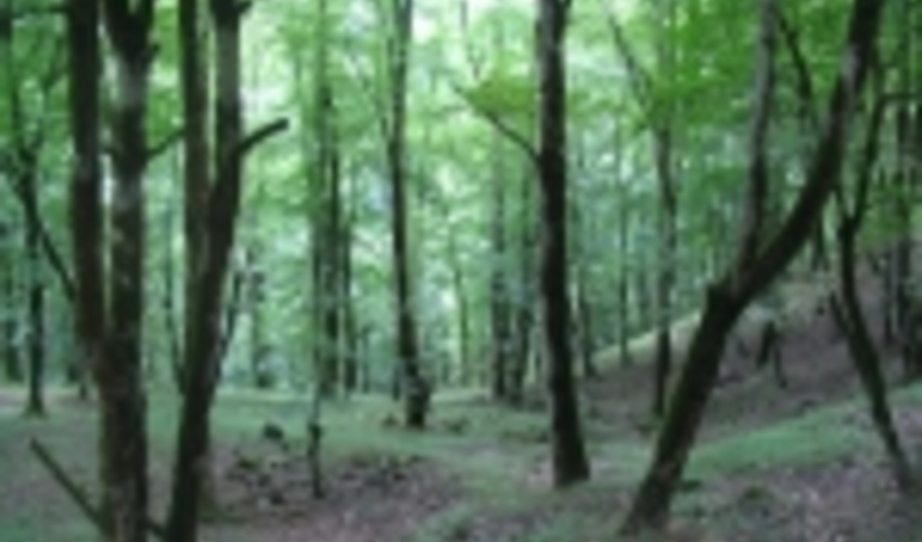 جنگل‌ها؛ ارزشمندترین اکوسیستم روی کره زمین هستند