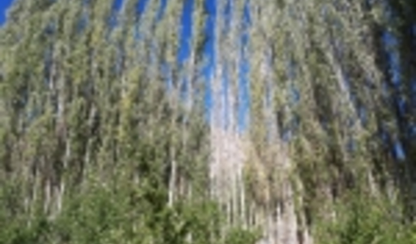 توسعه اراضی مستعد زراعت چوب با استفاده از آب نامتعارف 