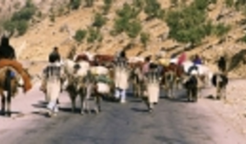 با هماهنگی سازمان جنگل ها  کوچ عشایر امسال به تعویق می افتد