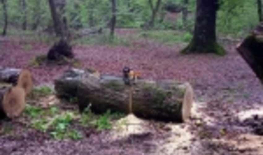 گلستان/دستگیری متخلفین در حین برش زدن یک درخت ریشه کن شده