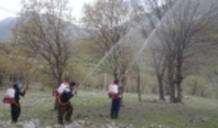 شروع عملیات محلول پاشی برای مقابله با آفات برگ خوار و جوانه خوار بلوط 