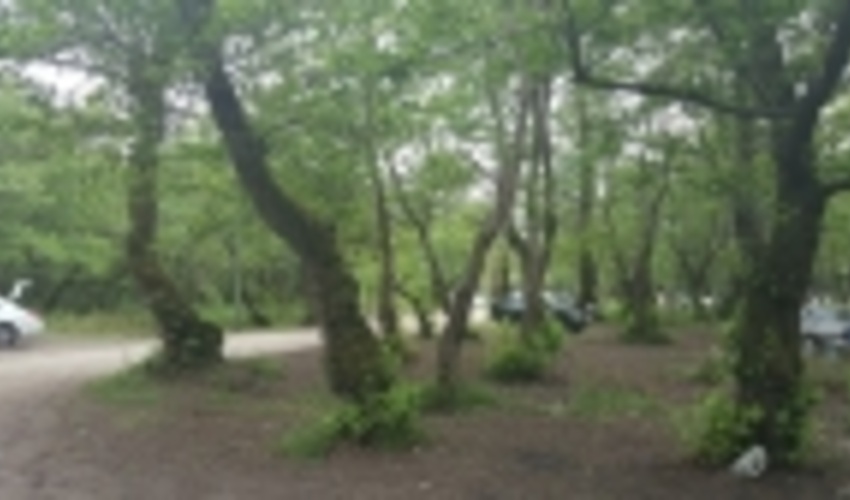 عاملان ضرب و شتم ماموران یگان حفاظت جنگل‌های مازندران دستگیر شدند 