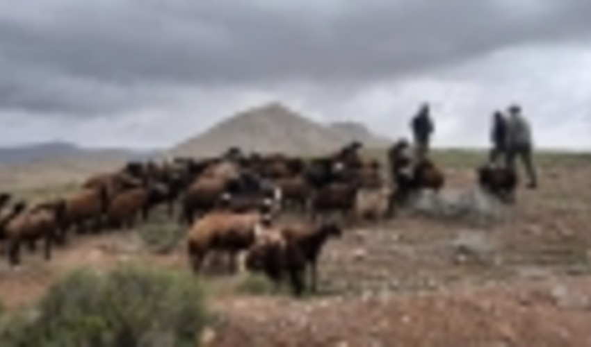 البرز/ از ورود دام خارج از فصل چرا ممانعت بعمل می آید