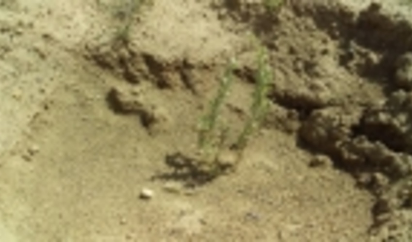 توسعه پروژه های بیابانزدائی در شهرستان اشتهارد مشارکت جوامع محلی را می طلبد