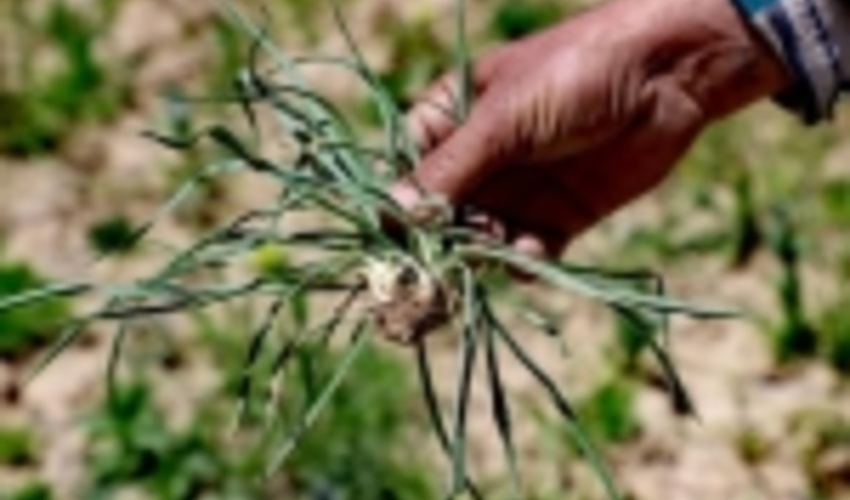 صدور مجوز برداشت گیاهان دارویی، صنعتی و خوراکی مرتعی ممنوع شد