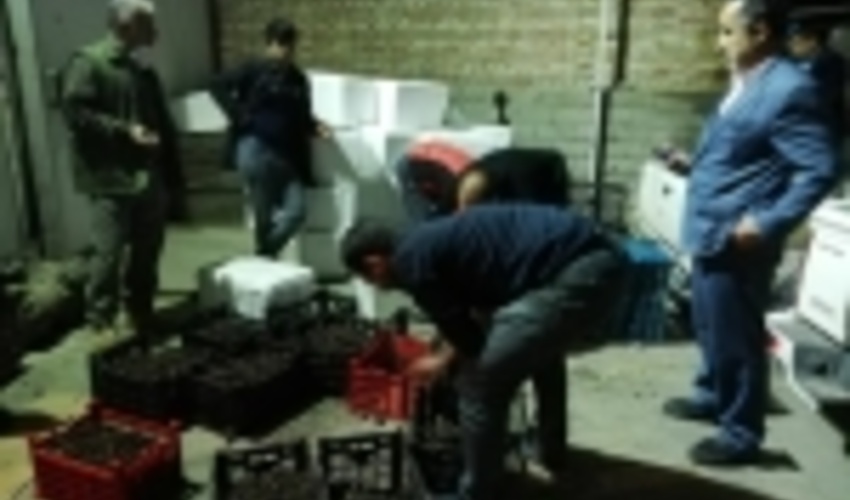 ۵۰۰ کیلوگرم قارچ ترافل در گنبدکاووس کشف شد