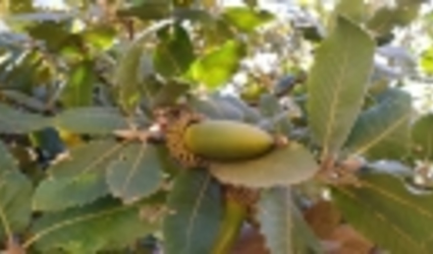 محلول پاشی ۲۰۰ هکتار از جنگل‌های بلوط در منطقه زیلایی بویراحمد