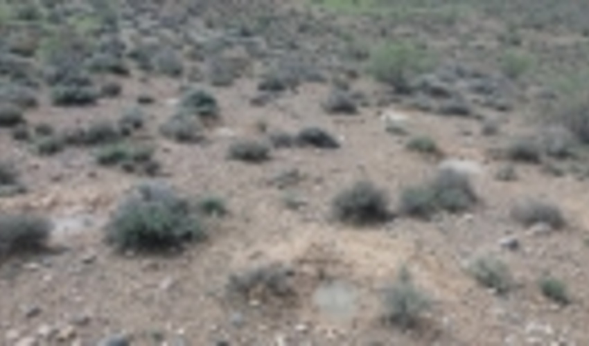 550 هکتار از اراضی مرتعی شهرستان پاسارگاد احیاء شد