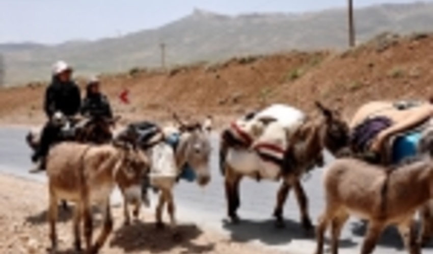 مراتع میان‌بند استان‌های همجوار سمیرم میزبان عشایر شدند