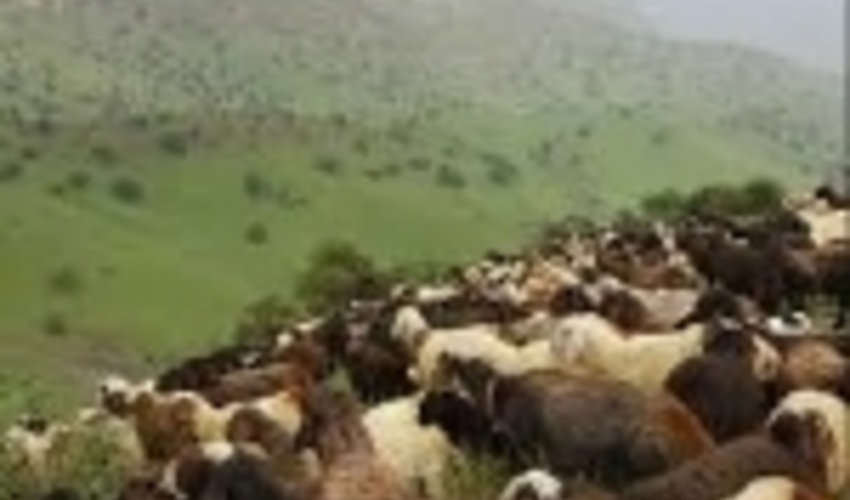 مراتع شهرستان ملاير تا 15 ارديبهشت ماه قابليت چَرای دام ندارند