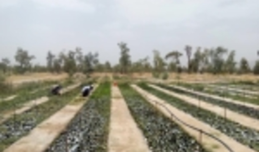 تولید ۷۰ هزار اصله نهال جنگلی در نهالستان منابع طبیعی فسا