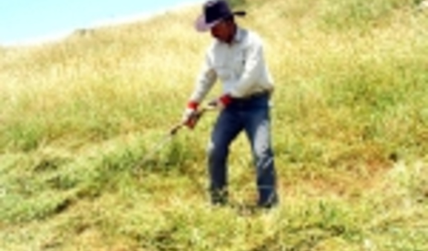 جمع آوری علوفه یک ساله مراتع، به استان ها ابلاغ شد