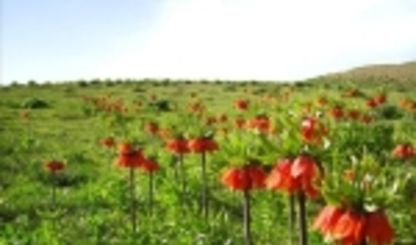 روزهای خوش لاله‌ های واژگون