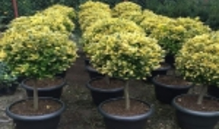 تولید ۱۳۰ هزار اصله نهال شمشاد در گیلان