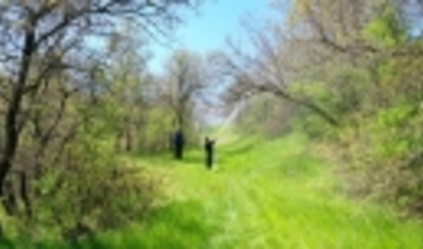 آغاز عملیات مبارزه بیولوژیک با آفت در جنگل‌های سروآباد