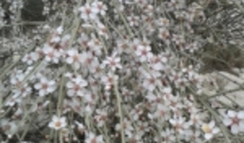 جنوب کرمان/مشکل بادام کوهی در جنوب کرمان نبود صنایع تبدیلی است