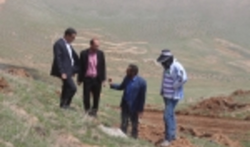 ۴۰۰ هکتار از عرصه طبیعی شازند جنگل‌کاری شد