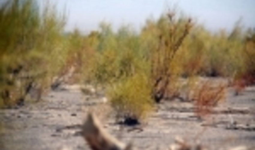 تایباد ۱۰ هزار هکتار جنگل حفاظت شده دارد