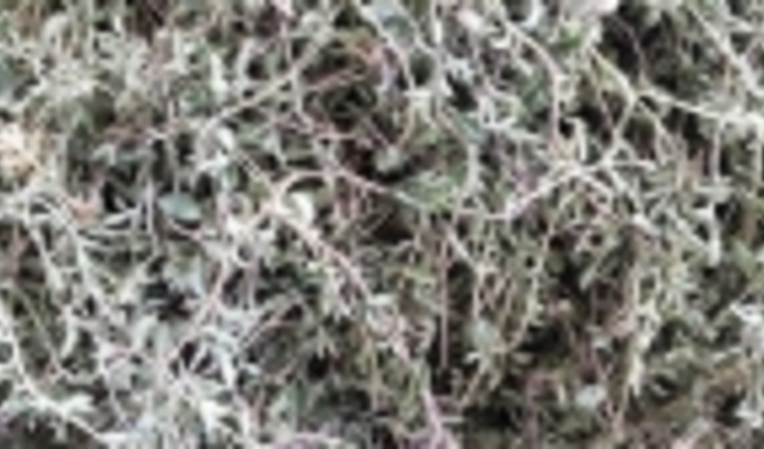 برداشت گیاهان دارویی در تربت‌حیدریه ضابطه‌مند شد