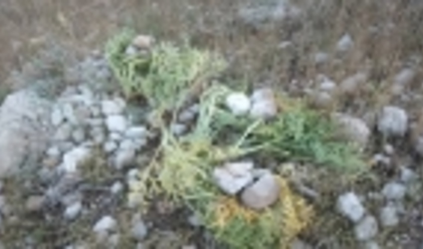 فارس/قاچاقچیان غیرمجاز فرآورده های مرتعی در دام نیروهای یگان حفاظت شهرستان گراش