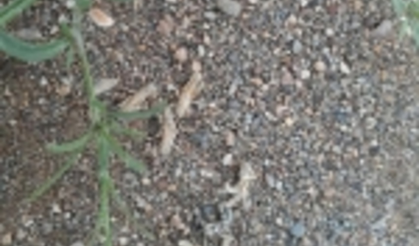 هجوم ملخ کوهان دار و کرم برگ خوار در مراتع خراسان جنوبی