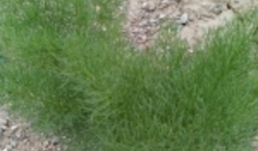 مرتعدار خوش ذوق خرم بیدی بخشی ازعرصه های مرتعی این شهرستان را احیاء کرد