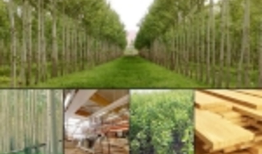 اختصاص ۲ هزار هکتار از اراضی چهارمحال و بختیاری در زراعت چوب 