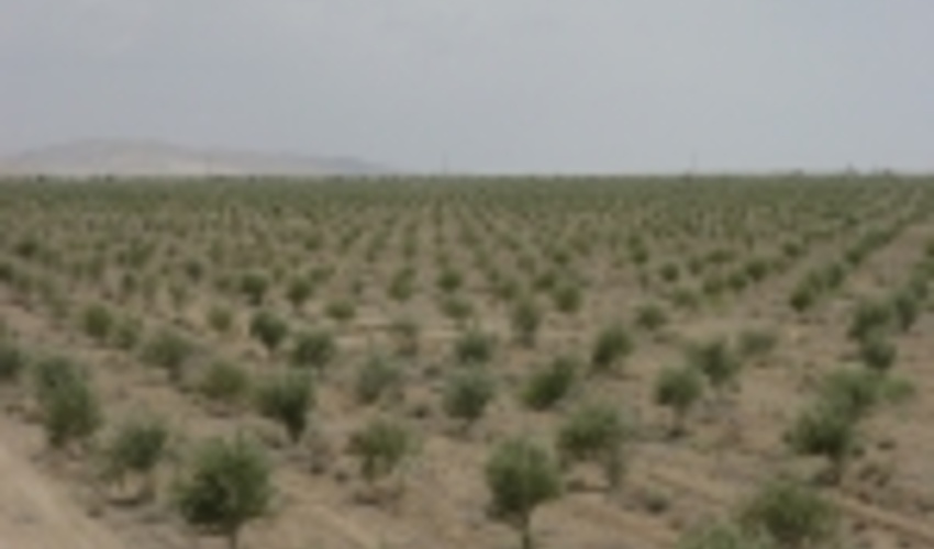   کاشت بیش از 30 هزار هکتار نهال برای مقابله با ریزگردها  