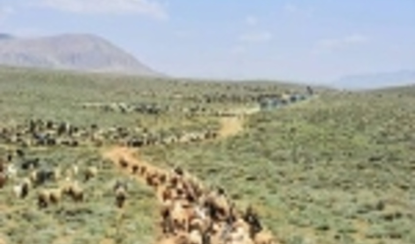 اخراج 20 هزار واحد دامی غیر مجاز از مراتع شهرستان ری