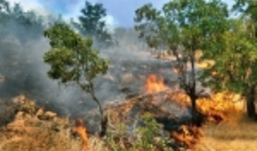 95 درصد آتش در جنگل‌های گچساران مهار شد