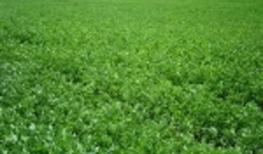 کشت یونجه در ۱۰۰ هکتار از اراضی دیم کم‌بازده استان مرکزی انجام شد