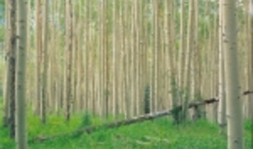 تولید یک میلیون اصله نهال صنوبر در کردستان