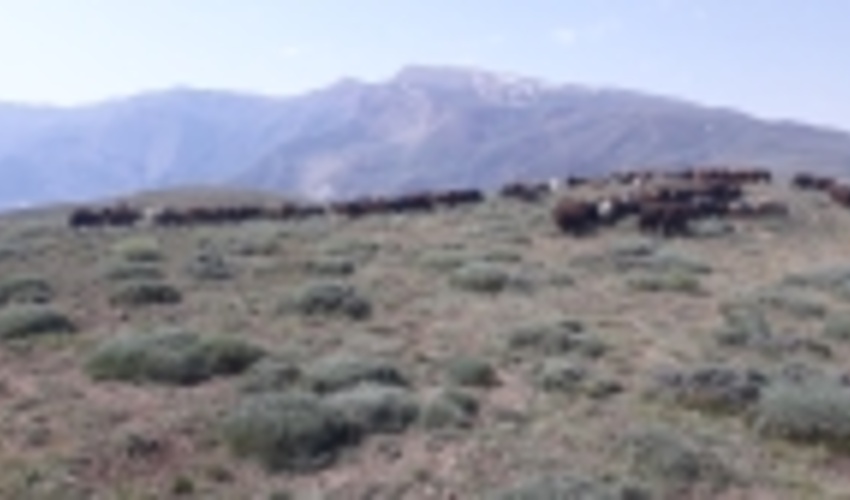 شروع اجرای پروژه مدیریت چرا در مراتع ییلاقی استان گلستان