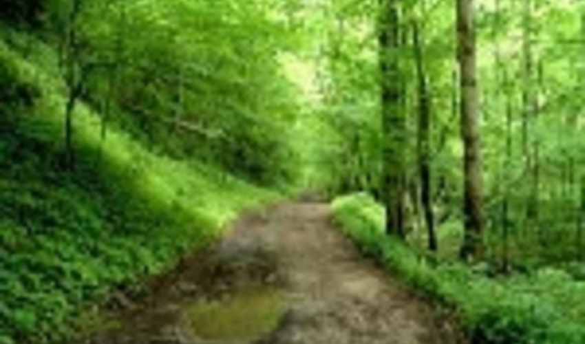 سمنان/سه عامل آسیب‌زا در آتش‌سوزی جنگل‌ها و مراتع