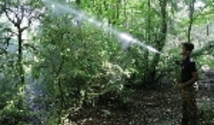 اردبیل/مبارزه با آفات گیاهی در جنگل‌های مشگین‌شهر