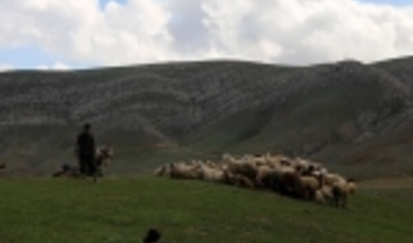 واگذاری مراتع فاروج به دامداران آتش‌سوزی‌ها را به صفر رساند